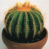 Notocactus magnificus-